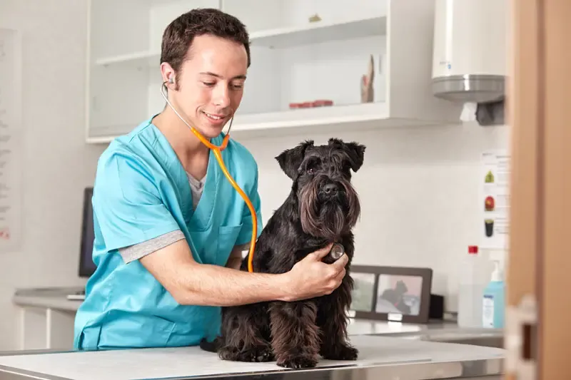 Vomissements bruns chez le chien : quelles sont les principales causes ?