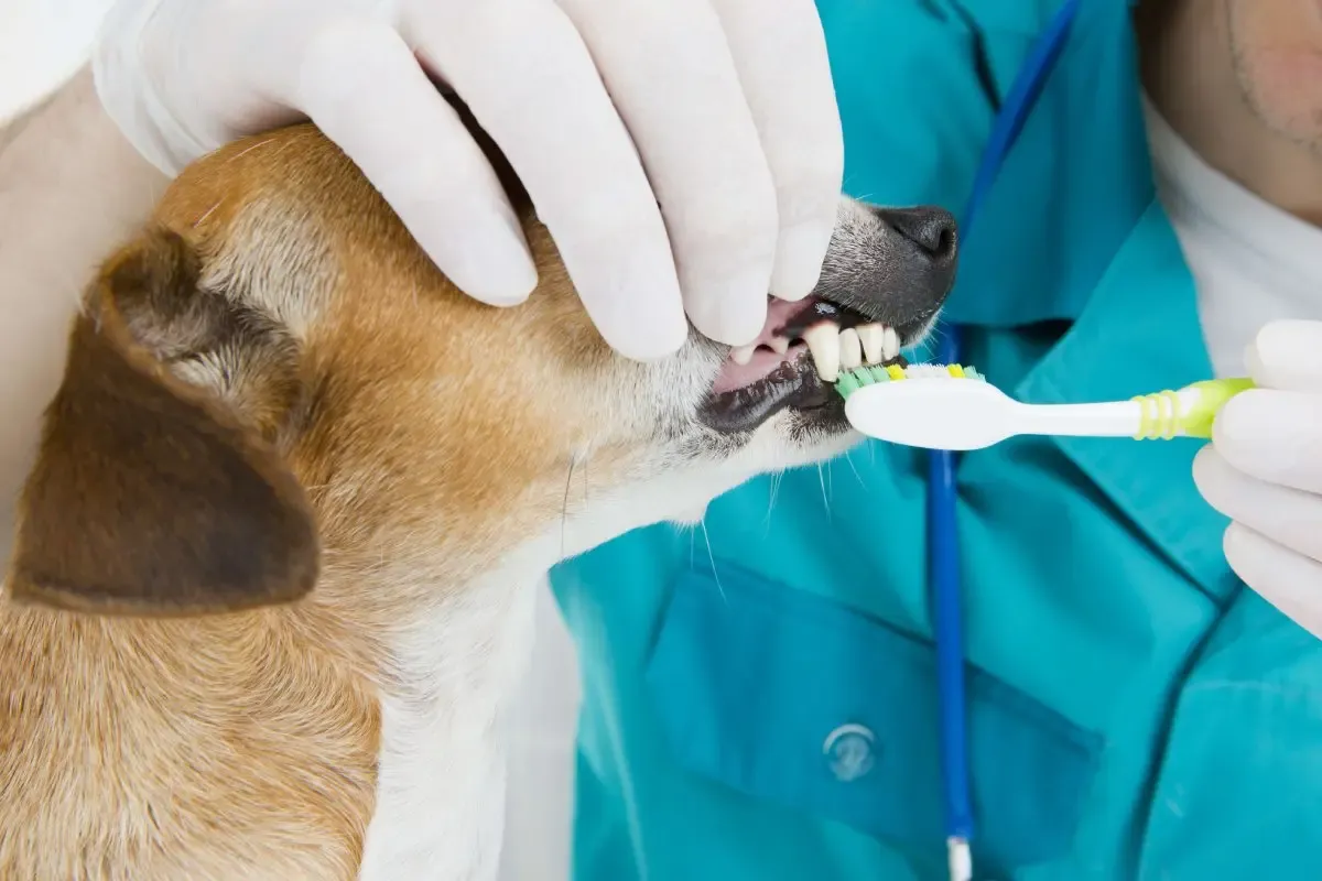 Odontologia canina: importância da limpeza de dentes em cães