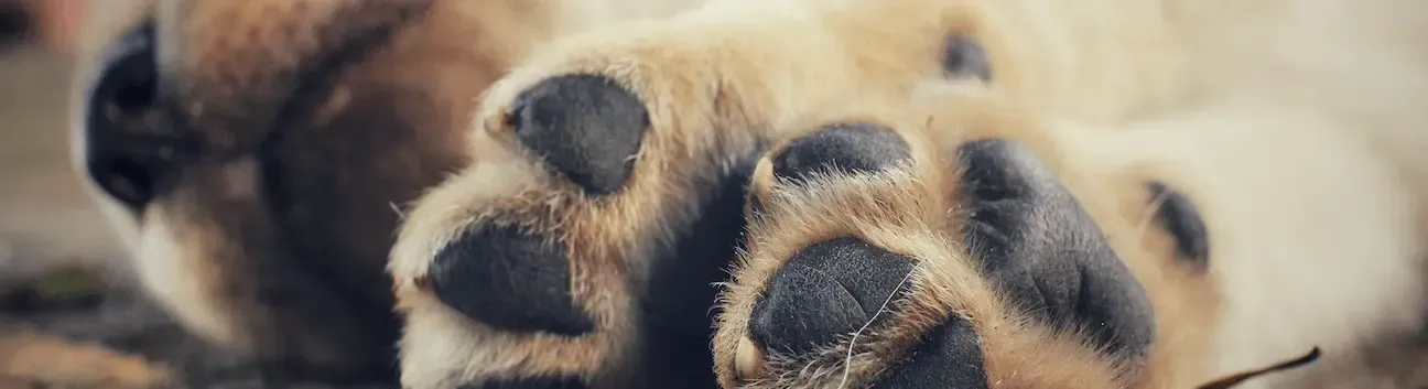 Hiperadrenocorticismo en perros. Tratamientos y esperanza de vida