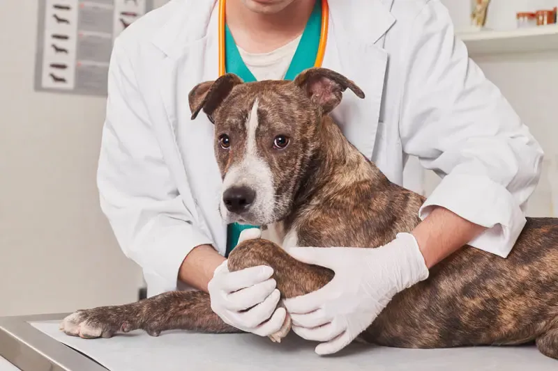 Lussazione della rotula nel cane: classificazione e linee guida per il trattamento
