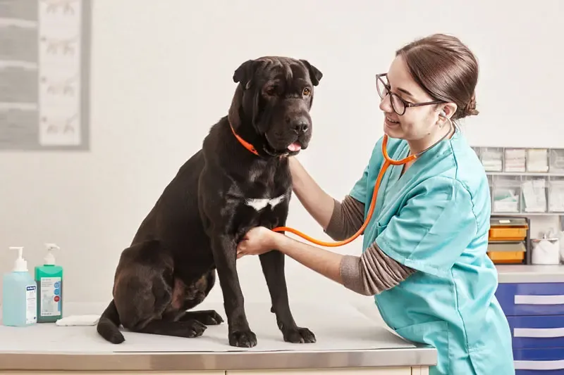 Gastroenteritis in dogs: treatment of irritable bowel syndrome