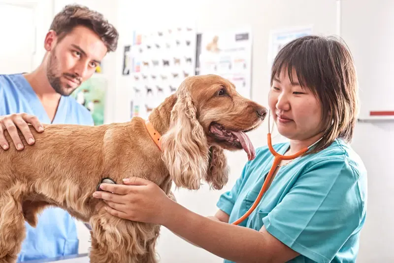 Dermatite atópica em cães: o papel da dieta veterinária