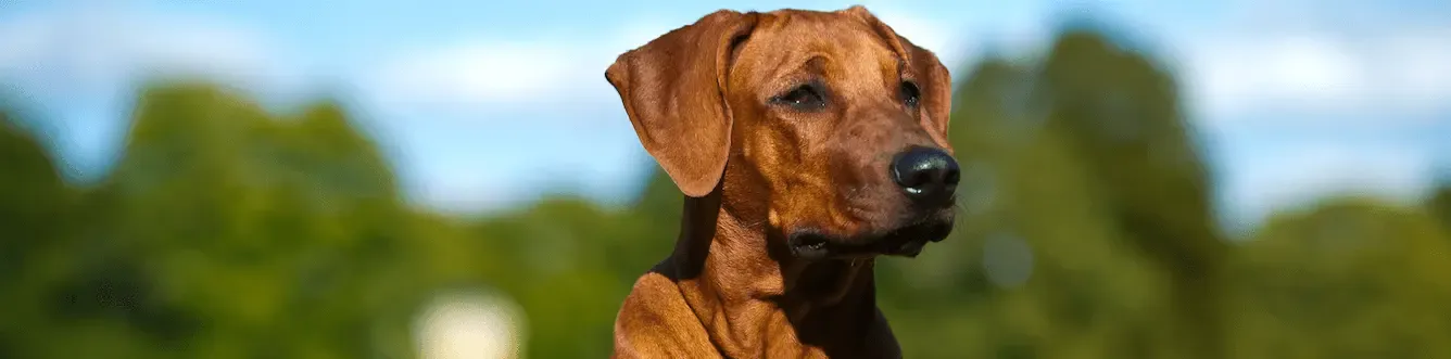 Clinical signs of leishmaniasis in dogs: A brief review