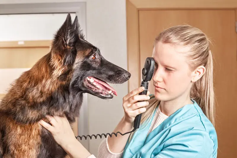 Uvéite chez le chien : les signes oculaires et périoculaires de la leishmaniose