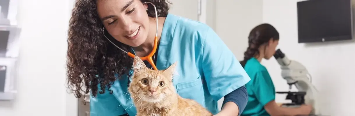 AIDS in cats and kidney disease AIDS in cats and kidney disease