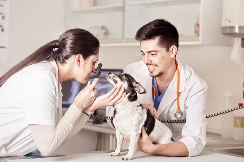 Uveitis in dogs: Ocular and periocular signs of leishmaniasis