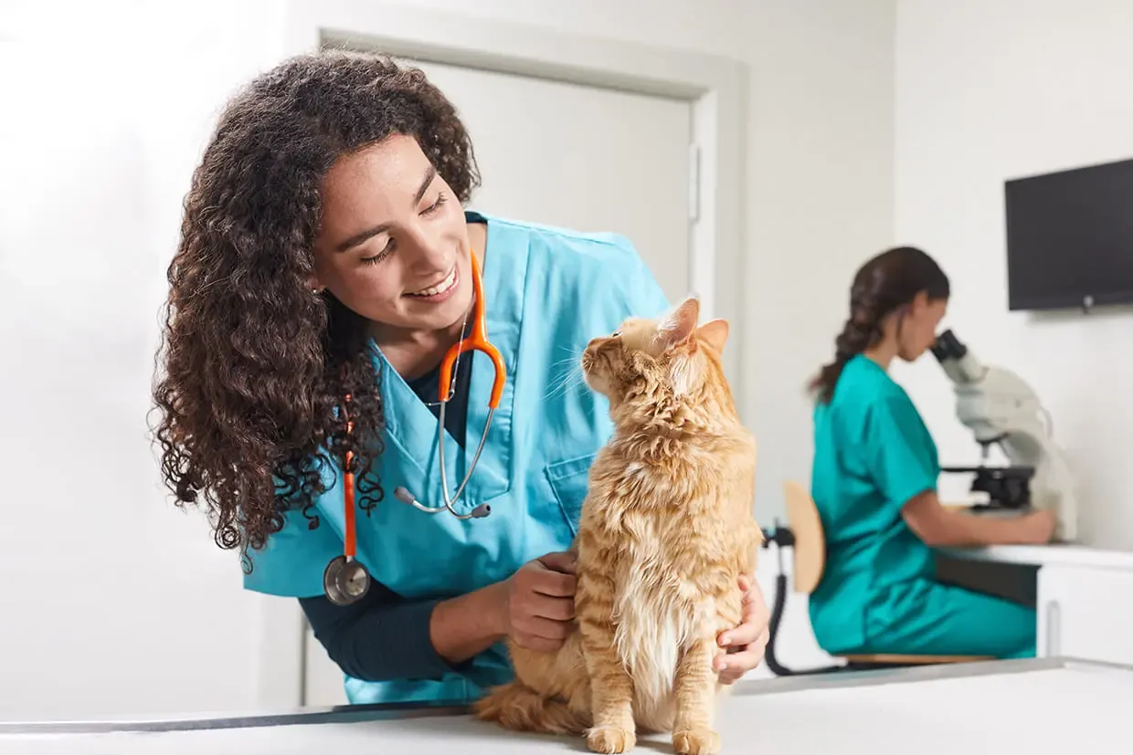 Dieta BARF nei cani: quali pericoli nasconde?