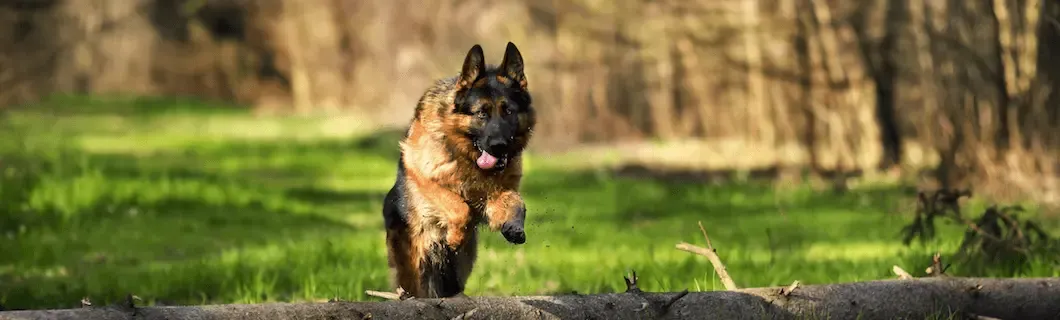 ¿Cómo valorar una rx cadera en el perro?