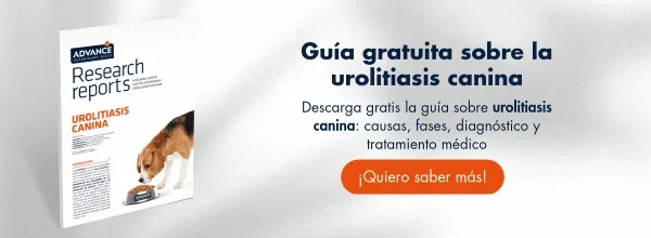 Descarga el informe del tracto urinario inferior felino Descarga el informe del tracto urinario inferior felino