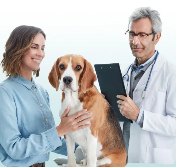 Un veterinario examinando un perro con su dueña al lado Un veterinario examinando un perro con su dueña al lado