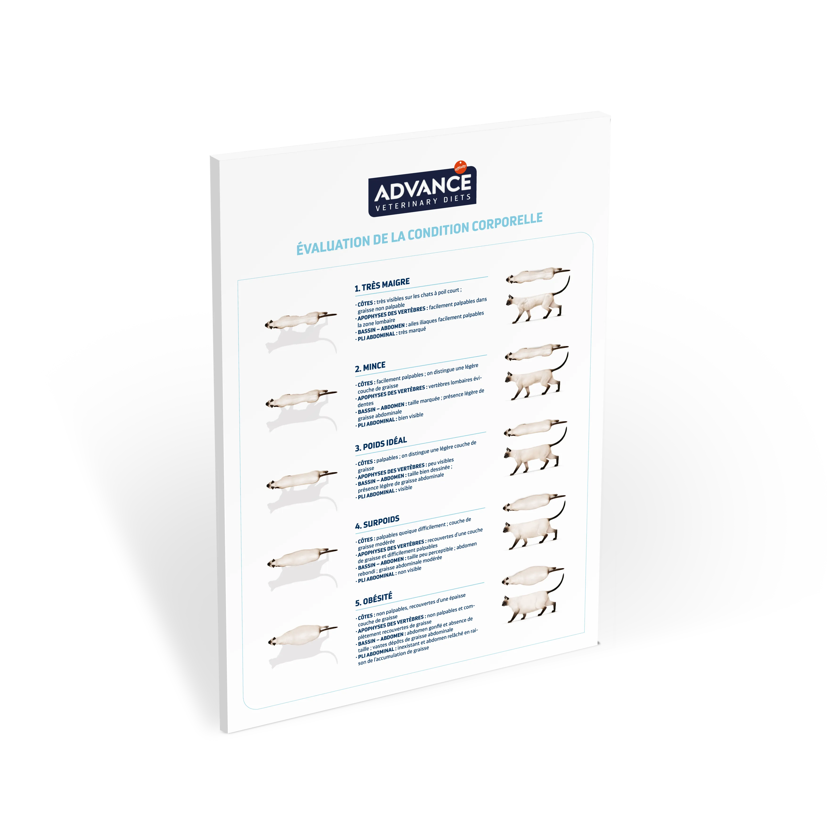 Miniatura_New_Poster_AFFINITY_CondicionCorporal_Gatos_020919_FR Miniatura_New_Poster_AFFINITY_CondicionCorporal_Gatos_020919_FR