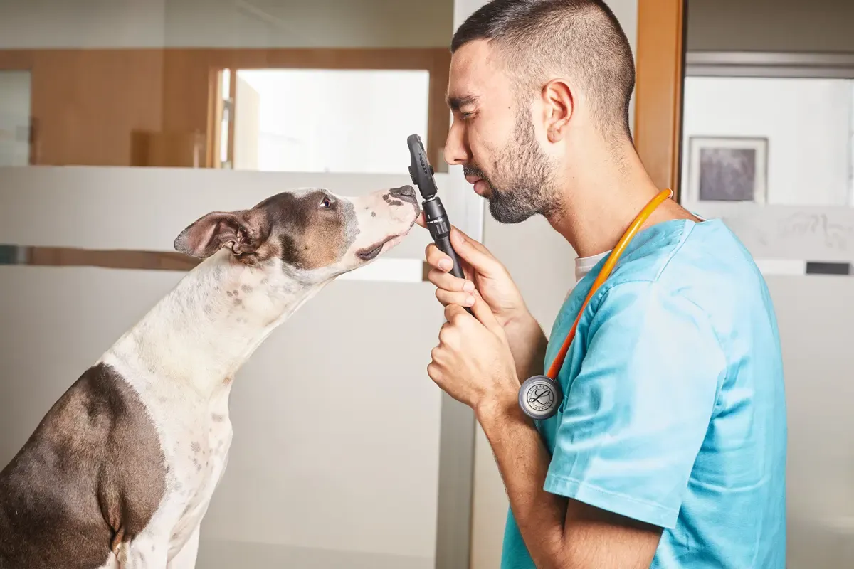 Diagnóstico e tratamento da prostatite em cães