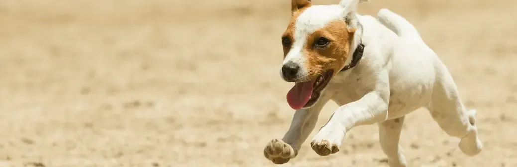 Fisioterapia veterinaria: Una disciplina emergente
