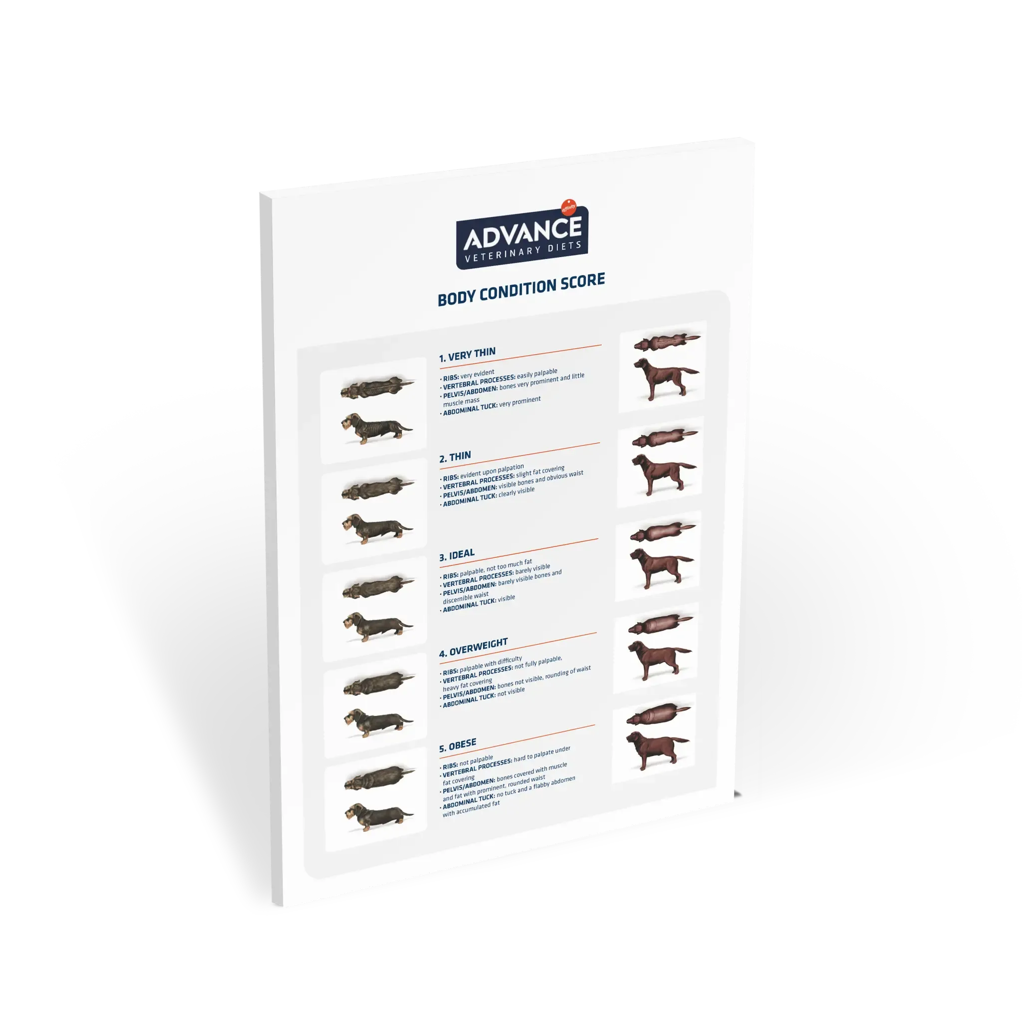 Body condition score in dogs