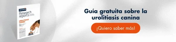 Descubre las causas, las fases, el diagnóstico y el tratamiento médico de la urolitiasis canina. ¡Descarga esta guía veterinaria gratuitamente! Descubre las causas, las fases, el diagnóstico y el tratamiento médico de la urolitiasis canina. ¡Descarga esta guía veterinaria gratuitamente!