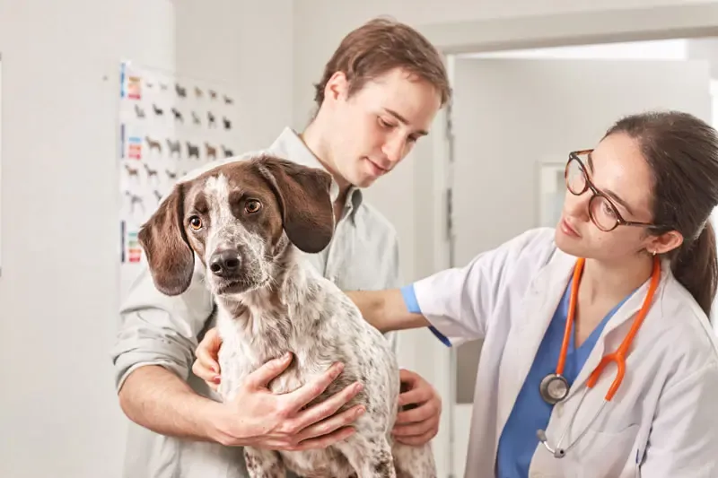 Analgésicos para cães. A via de administração altera os efeitos?