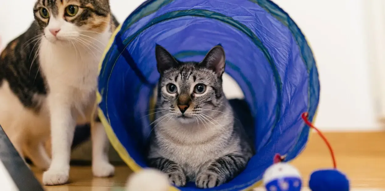 Como educar um gato: 6 fatores que melhoram o stress e o comportamento