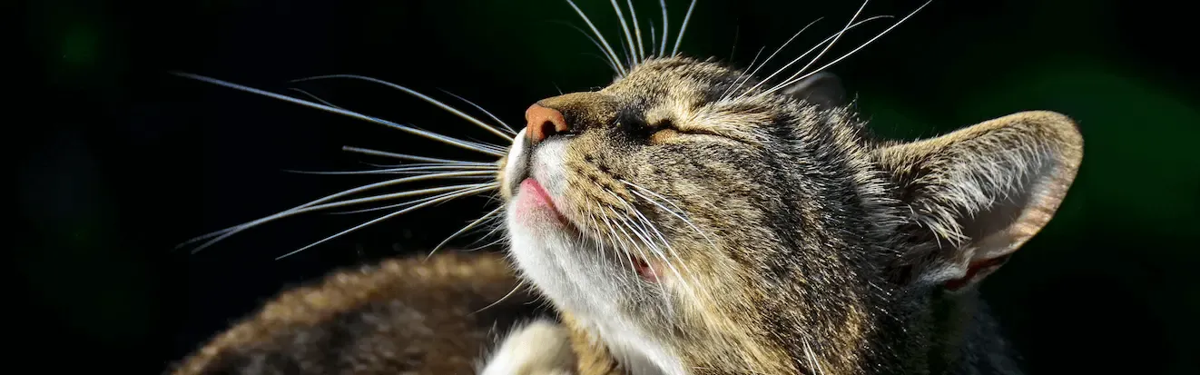 Mange in cats: Therapeutic efficacy of different treatments