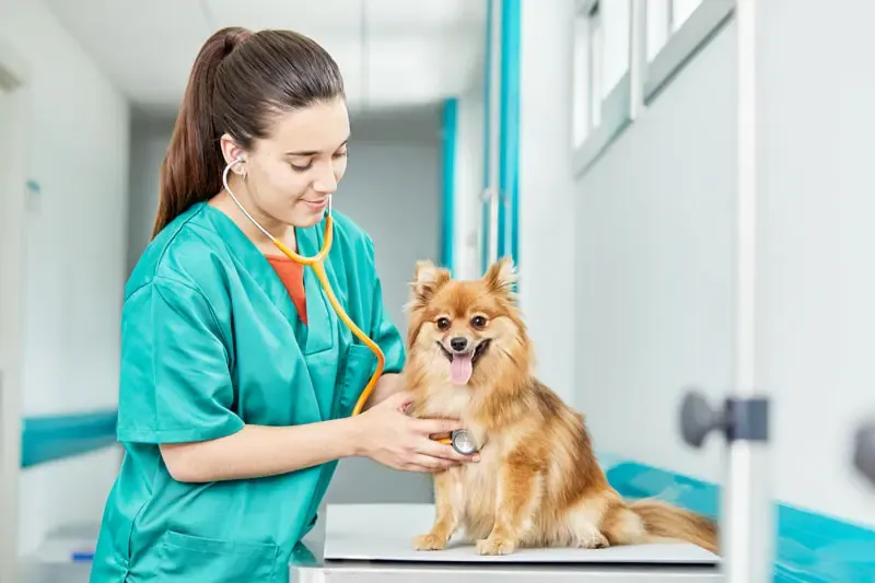 Características clínicas da periodontite em cães