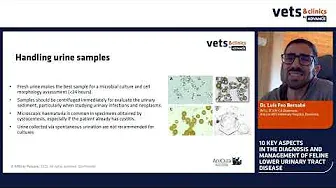15. INT - 10 KEY FEATURES OF FLUTD IN CATS