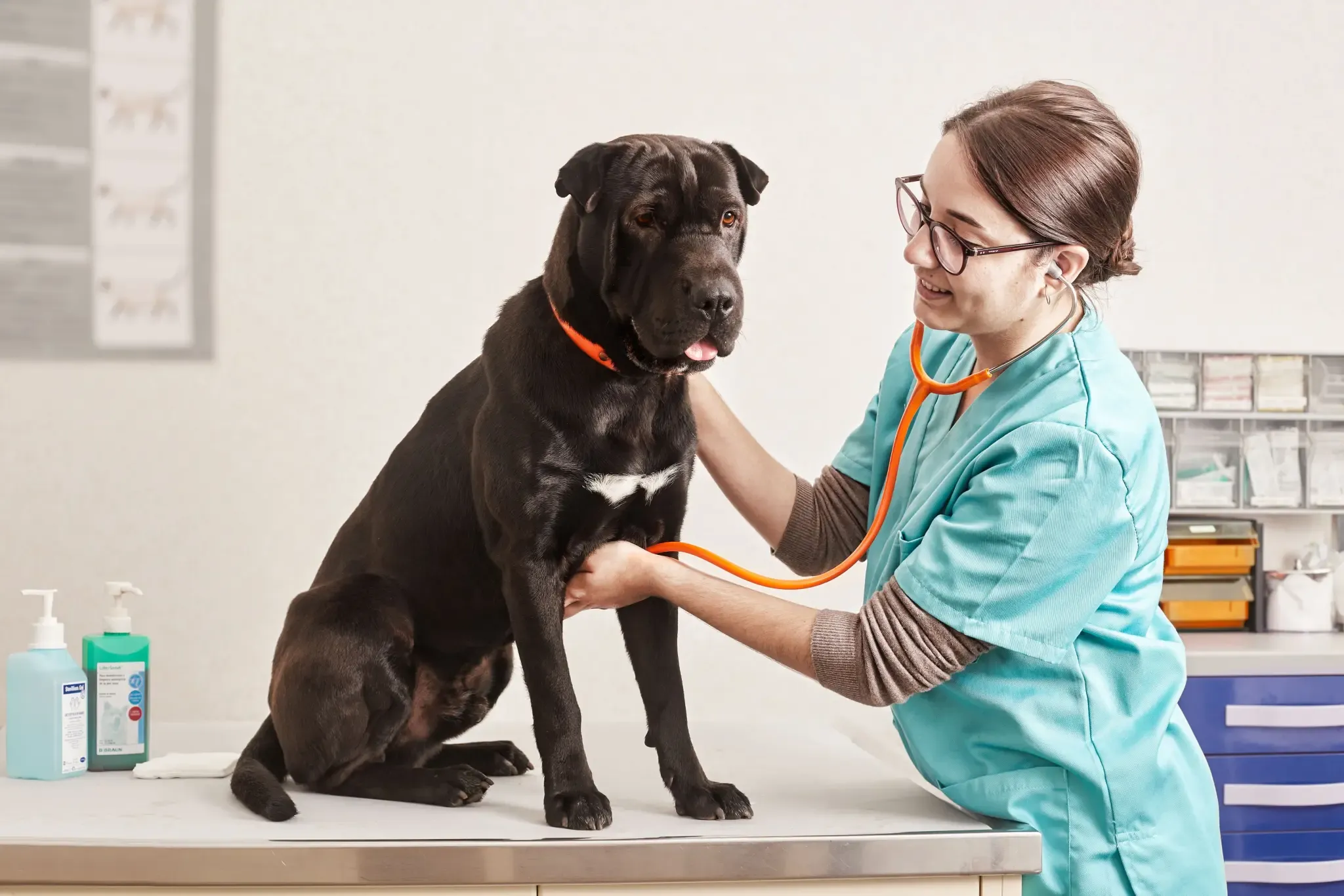 Reproducción de los perros: ¿cómo determinar el momento de ovulación?