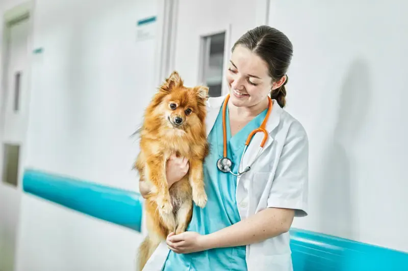 La glucosa en perros y otros carbohidratos