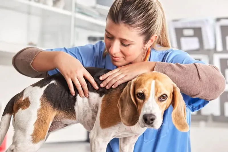 Reazioni allergiche alimentari del cane