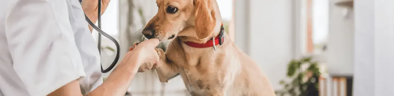 Anestesia para perros. Omeprazol preoperatorio y reflujo gastroesofágico