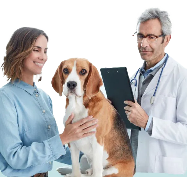 Un veterinario examinando un perro con su dueña al lado Un veterinario examinando un perro con su dueña al lado