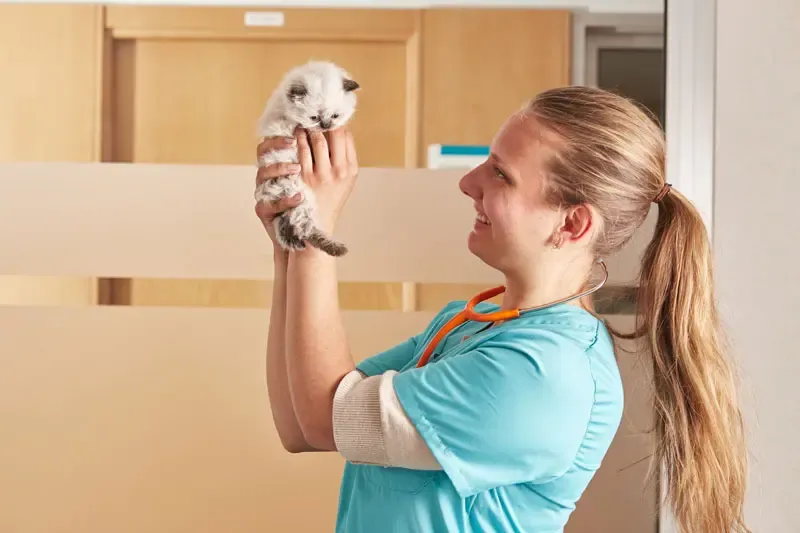 Les effets des phéromones faciales sur le comportement du chat