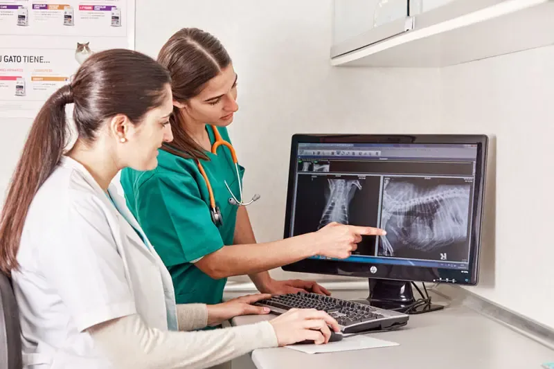 6 Radiografias em cães: Rutura traumática do ureter