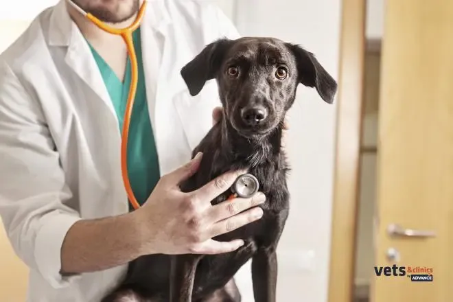 Anestesiología veterinaria. Fases de la anestesia