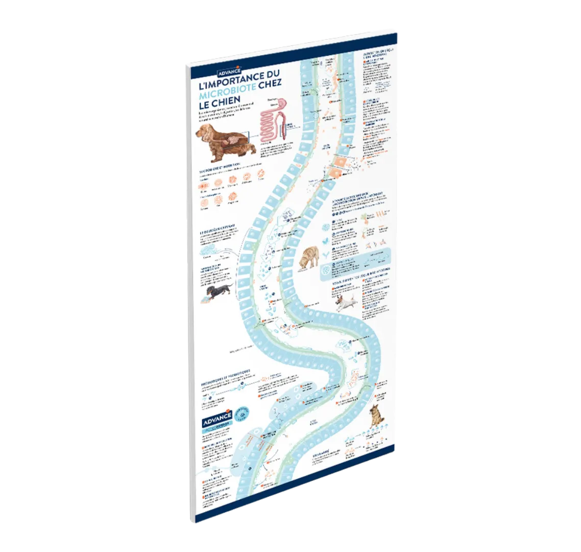 Microbiote chez le chien
