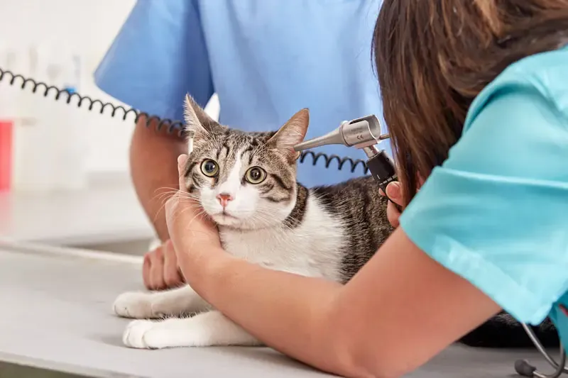 Otitis in cats: causes, diagnosis and treatment