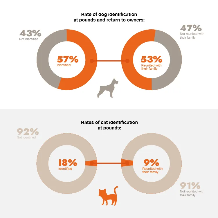 Estadísticas de identificación y devolución a sus familias de perros y gatos en Francia