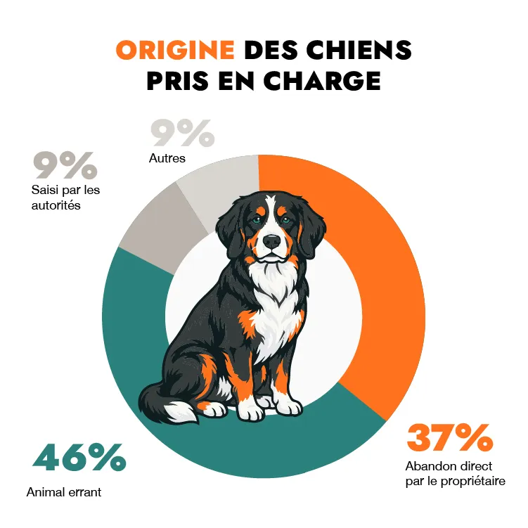 origen de los perros atendidos origen de los perros atendidos