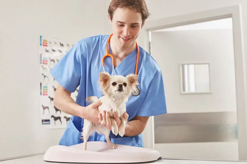 Vaccin contre la toux de chenil Vaccin contre la toux de chenil