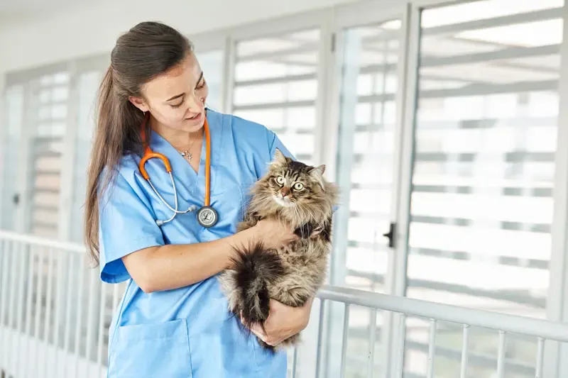 La teigne du chat : difficultés diagnostiques de la dermatophytose La teigne du chat : difficultés diagnostiques de la dermatophytose