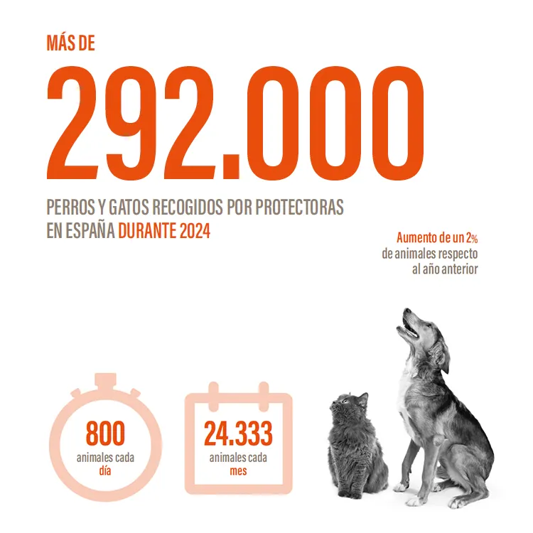 Dato agregado de perros y gatos abandonados en España 2024
