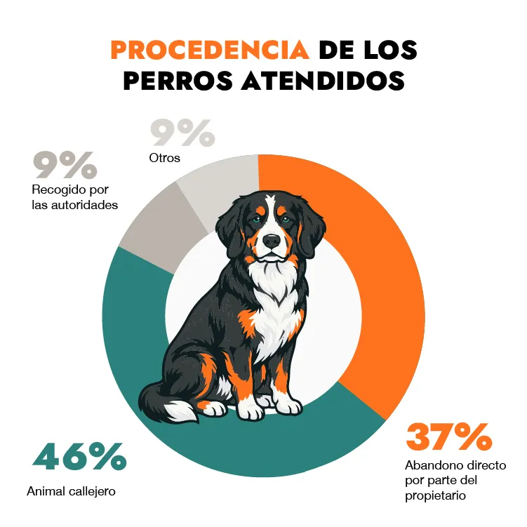 origen de los perros atendidos origen de los perros atendidos
