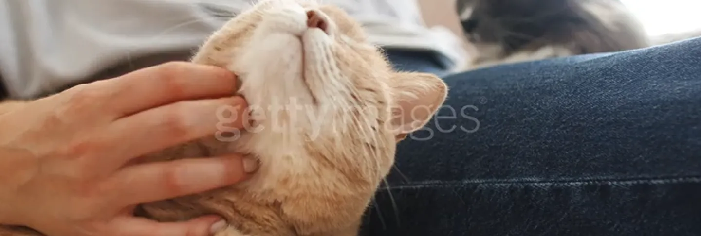 Persona acariciando a un gato