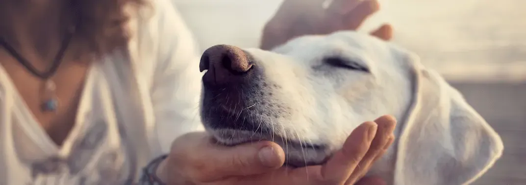 Canine rhinotracheitis or kennel cough Canine rhinotracheitis or kennel cough