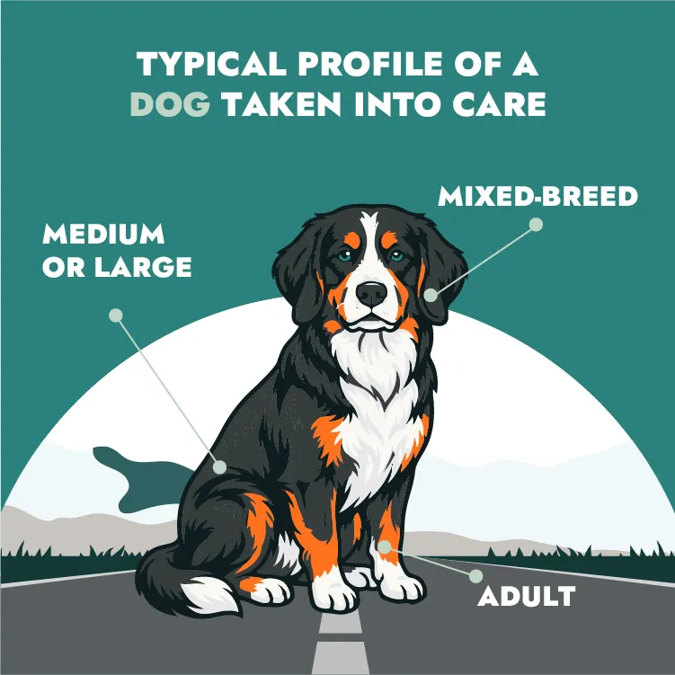 perfil perro atendido perfil perro atendido