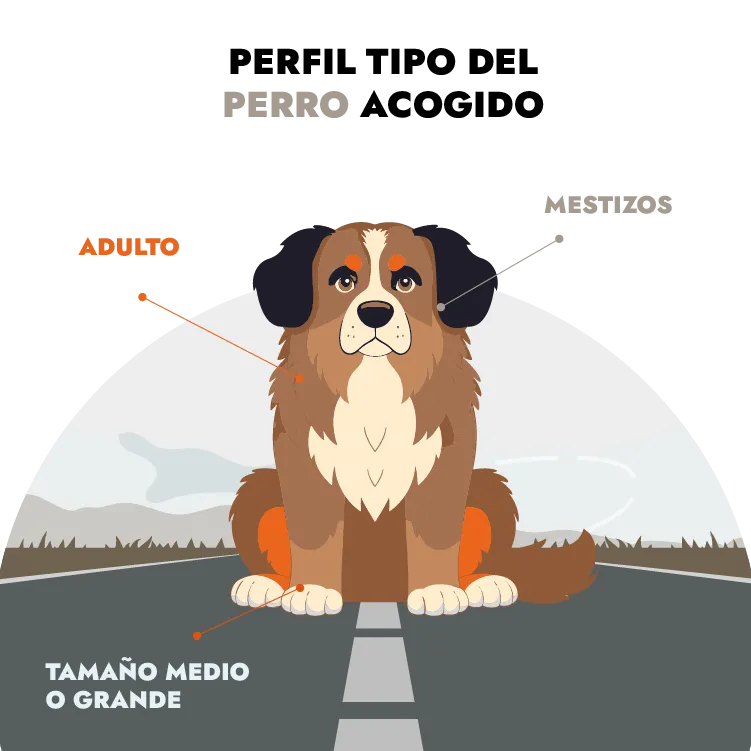 Perfil tipo de los perros en centros de acogida en Francia