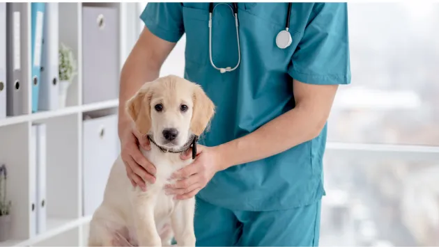 Inmunonutrición en cachorros: las claves del research report de Affinity Petcare