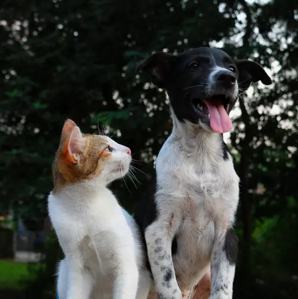 Un perro y un gato sentados juntos, el gato mirando al perro