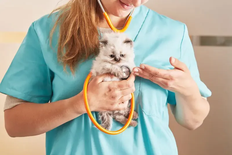 Controlling respiratory rate in cats with heart disease