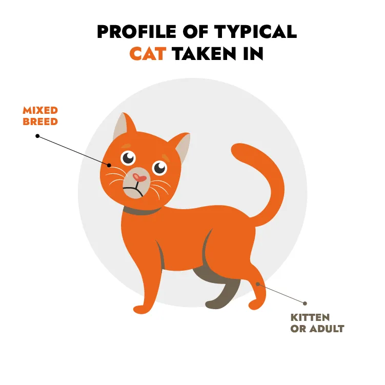 Perfil tipo del gato en centros de acogida en Francia