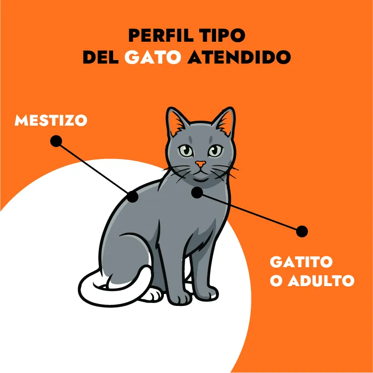 perfil gato atendido perfil gato atendido