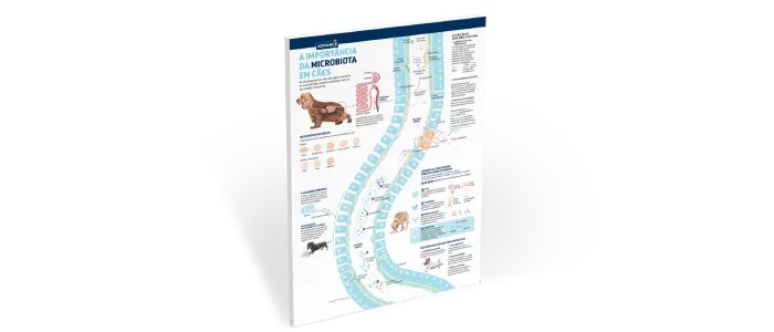 Infografia: Importância do microbiota em cães Infografia: Importância do microbiota em cães